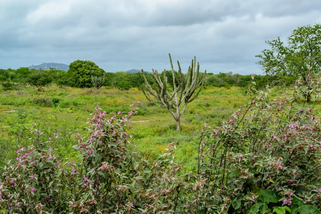 Brazylijski biom caatinga w porze deszczowej kaktus Mandacaru w Boa Vista Paraiba Brazylia