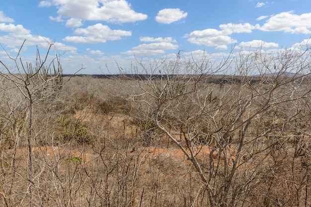 Brazylijski Biome Caatinga Monteiro Paraiba Brazylia 29 Grudnia 2020 R.