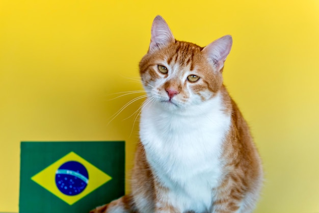 Brazylijski Fan Cat żółty kot obok brazylijskiej flagi