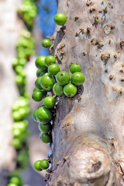 Brazylijski Grapetree Lub Jabuticabeira Z Niedojrzałymi Owocami