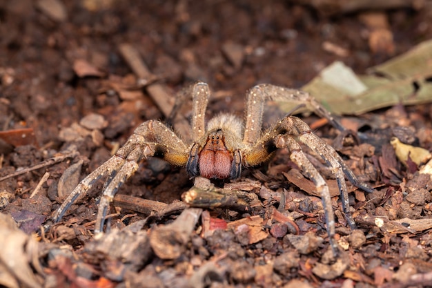 Brazylijski pająk wędrowny Phoneutria nigriventer