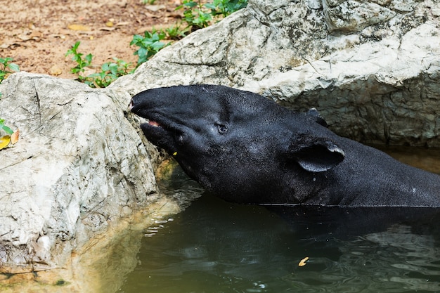 Brazylijski tapir, Tapirus terrestris, w wodzie w Brazylii