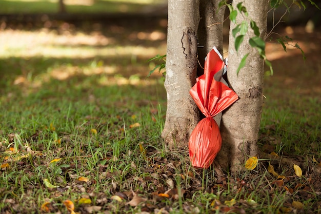 Brazylijskie jajo Easters zawinięte w czerwony papier pod drzewem