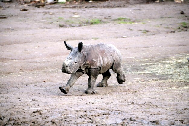 Zdjęcie breitmaulnashorn willi szerokojęzyczny nosorożec willi