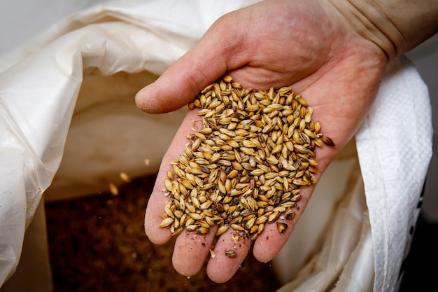 Brewer trzyma słód w dłoni.