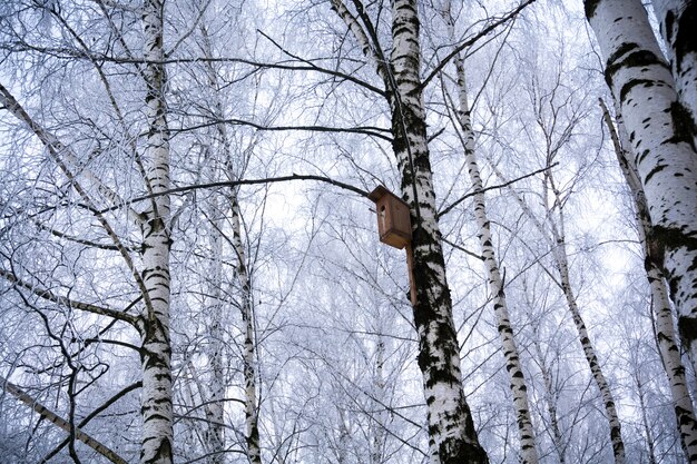 Bridhouse na brzozy drzewie w zima parku