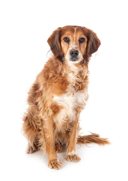 Brittany Spaniel Na Białym Tle