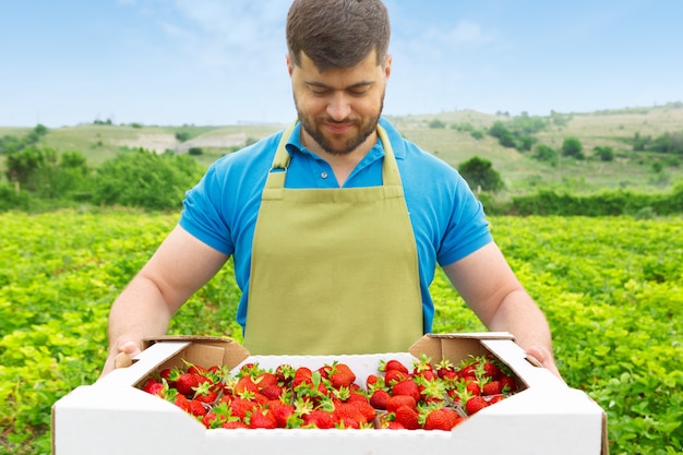 Brodaty Mężczyzna W średnim Wieku Stojący W Polu Truskawek Z Pudełkiem świeżych Truskawek