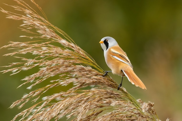 Brodaty płochanik (Panurus biarmicus) siedzący na trzcinie.