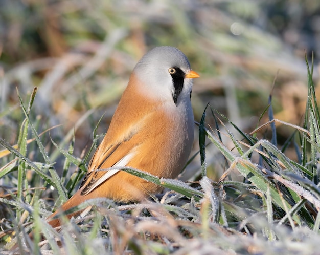 Brodaty Reedling Panurus Biarmicus Mroźny Poranek Samiec Siedzi W Pokrytej Szronem Trawie