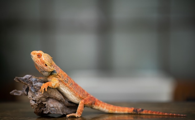 Brodaty smok na ziemi z niewyraźnym tłem