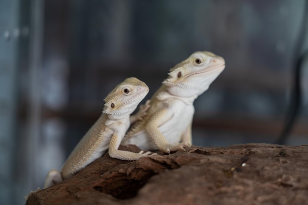 Brodaty smok na ziemi z rozmyciem tła