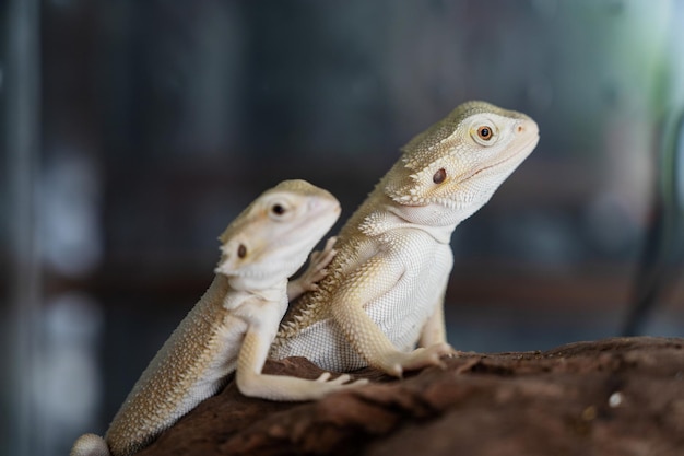 Brodaty smok na ziemi z rozmyciem tła