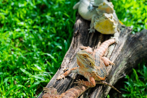 Brodaty smok na ziemi z rozmyciem tła