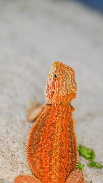 Brodaty smok Pogona Vitticeps to australijska jaszczurka z bliska