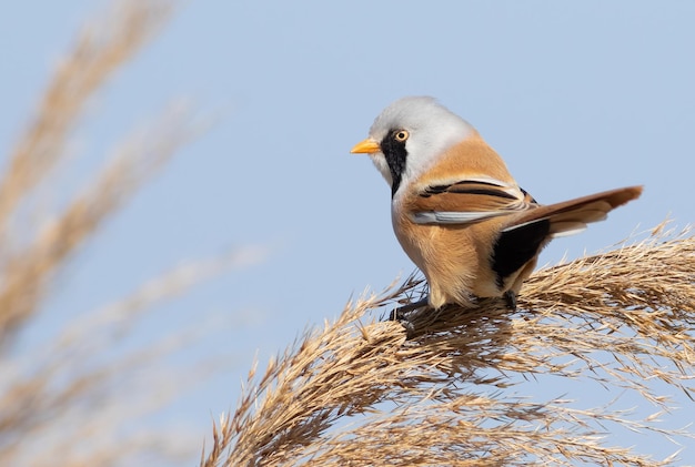 Brodaty wirnik Panurus biarmicus Ptak siedzi na trzcinie