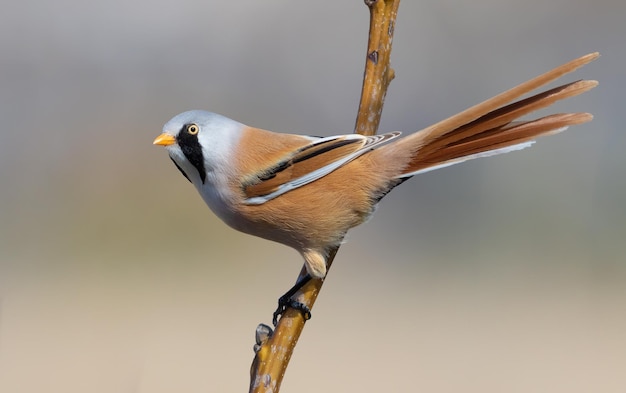 Brodaty wirnik Panurus biarmicus Samiec siedzi na gałęzi drzewa