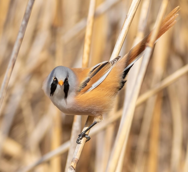 Brodaty wirnik Panurus biarmicus Wąsaty samiec siedzący na łodydze trzciny