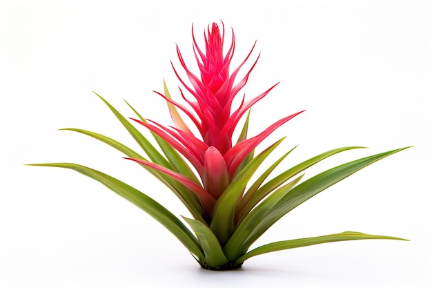 Bromelia wyizolowana na białku