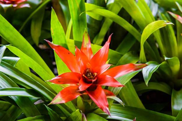 Bromeliad kwiat w ogródzie