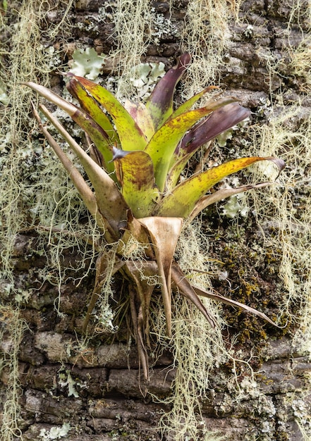 Bromeliada w pniu drzewa w lesie deszczowym