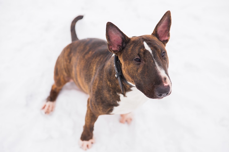 Zdjęcie brown bull terrier obsiadanie na śniegu w parku