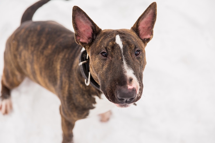 Zdjęcie brown bull terrier odprowadzenie na śniegu w parku. zabawny pies rasowy