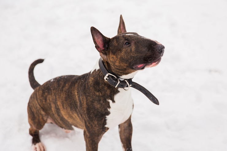 Zdjęcie brown bull terrier odprowadzenie na śniegu w parku. zabawny pies rasowy