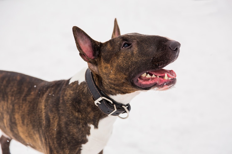Zdjęcie brown bull terrier odprowadzenie na śniegu w parku. zabawny pies rasowy