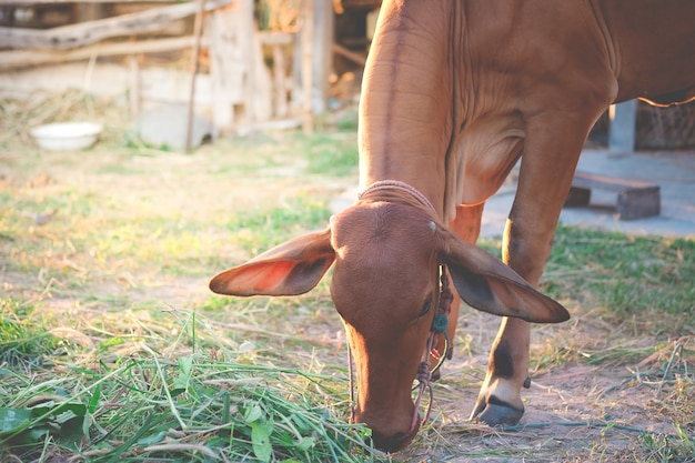 Zdjęcie brown cow je trawy lub siana na obszarze wiejskim.