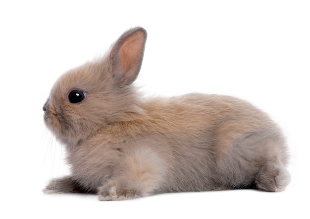 Brown dziecka królik (5 tygodni) na bielu odizolowywającym