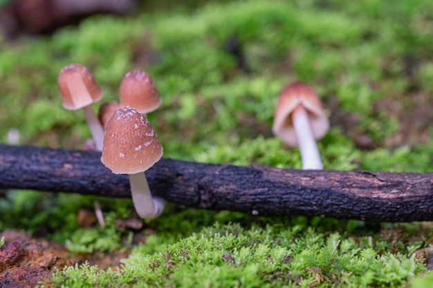 Zdjęcie brown dzikie pieczarki na gałąź przy naturą