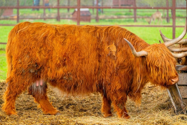 Brown Highland Szkocka Krowa Hodowla Bydła