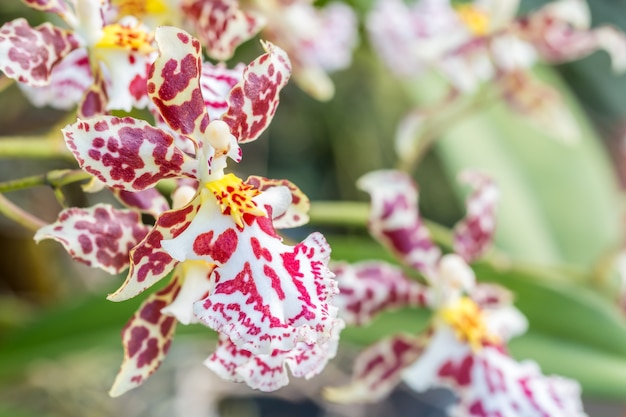 Brown i biała orchidea, oncidium.