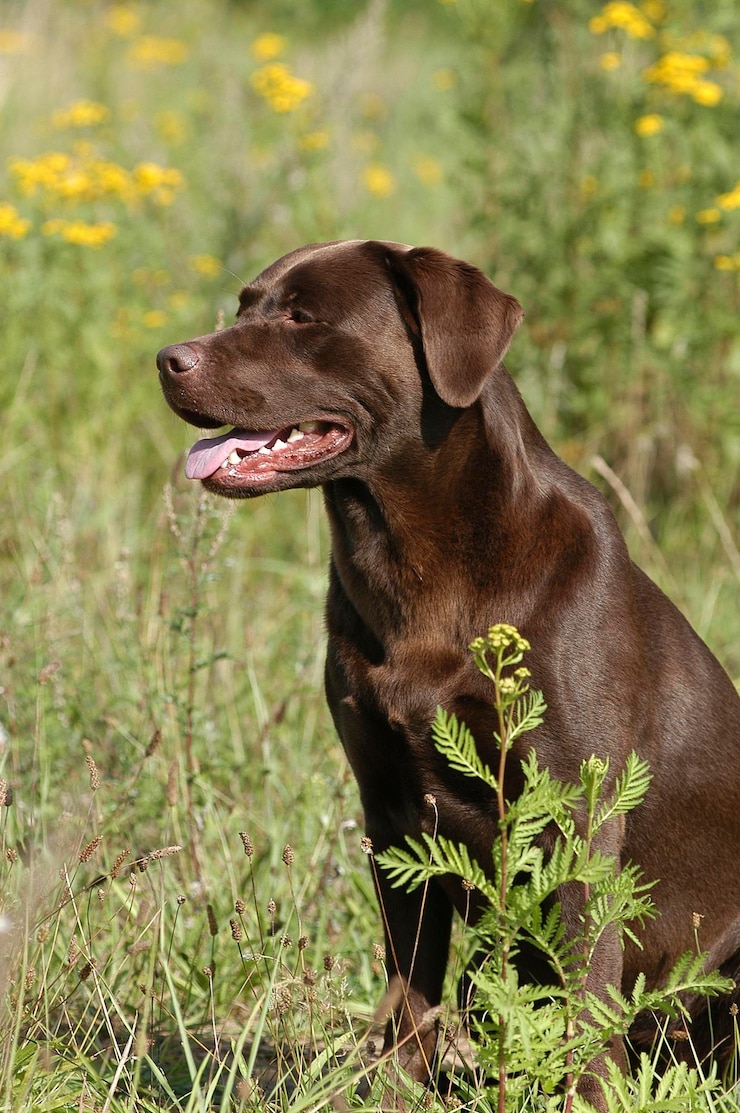 Zdjęcie brown labrador retriever siedząca suka