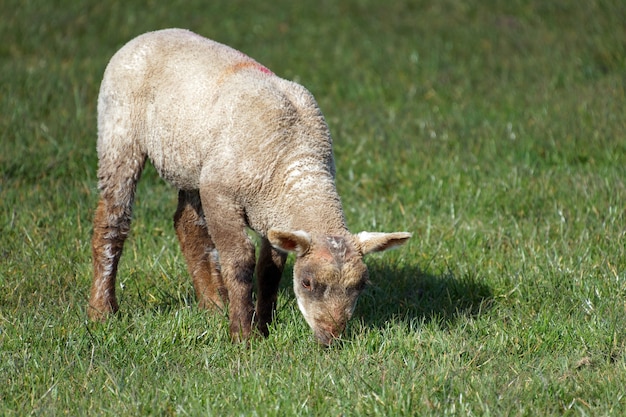 Brown Lamb w domu na South Downs w Sussex