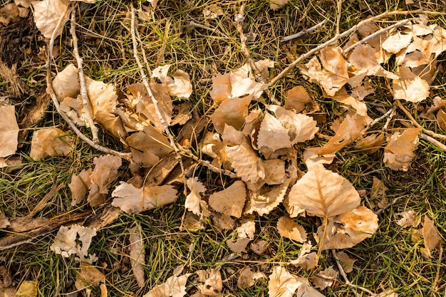 Brown liście na zielonej trawie późną jesienią.