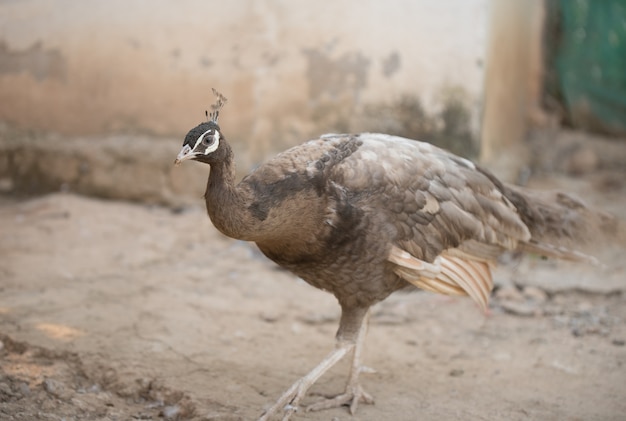 Brown Peacock wild