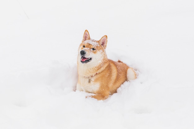 Brown pedigreed pies bawić się z śniegiem na polu. Shiba inu. Piękny pies