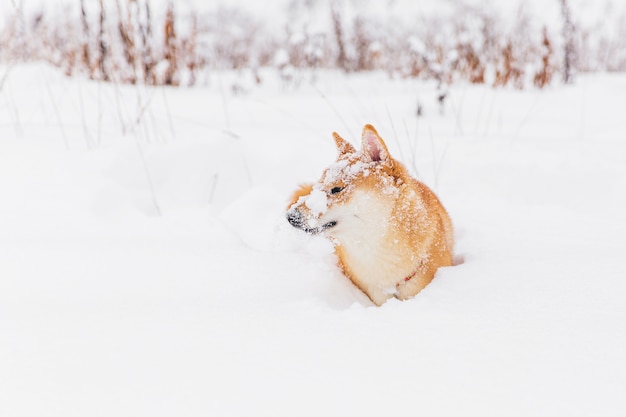 Zdjęcie brown pedigreed pies bawić się z śniegiem na polu. shiba inu. piękny pies