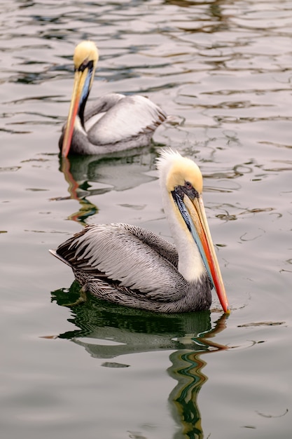 Brown pelikan w Peru (Pelecanus occidentalis)