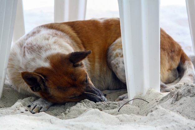 Brown pies śpi na białej plaży pod siedzeniem