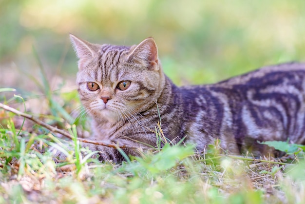 Brown Scottish Straight Cat