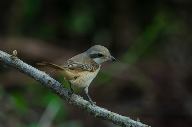 Brown Shrike perching na gałęzi