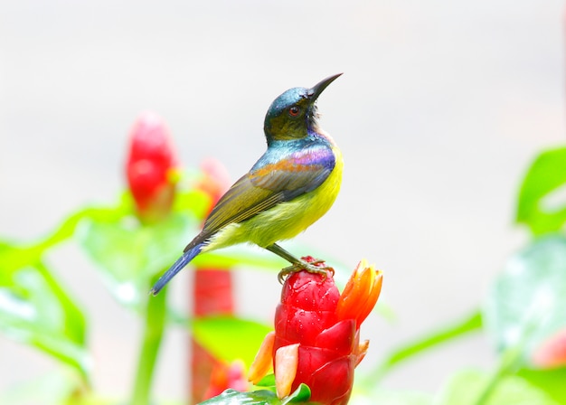 Brown-throated Sunbird Anthreptes malacensis Beautiful Male Birds of Thailand