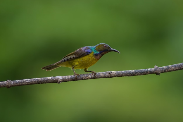 Brown Throated Sunbird Siedzi Na Gałęzi