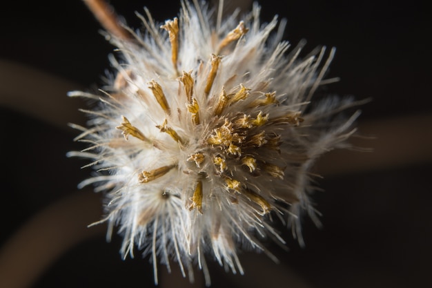 Brown wildflower tło