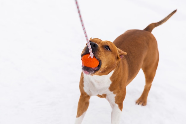 Brown zarodowy pies bawić się z pomarańczową piłką w śniegu w lesie. Staffordshire terrier