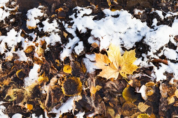 Brudne opadłe liście pokryte pierwszym śniegiem