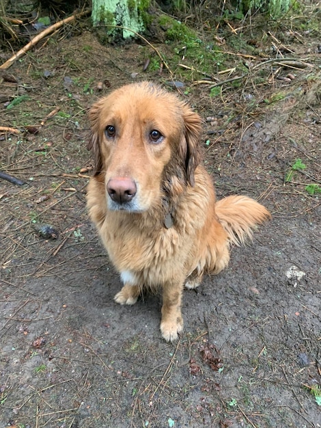 Brudny pies golden retriever patrzy w kamerę płaczącymi oczami